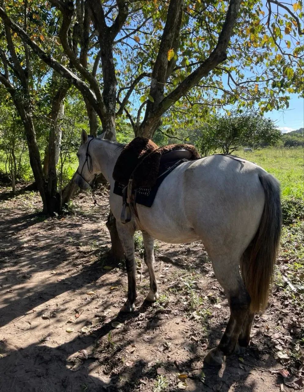 CAVALO CRIOULO - OPORTUNIDADE!