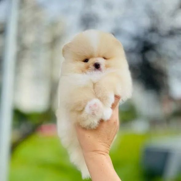 Lulu da Pomerânia Padrão URSINHO Legítimos  - Foto 4