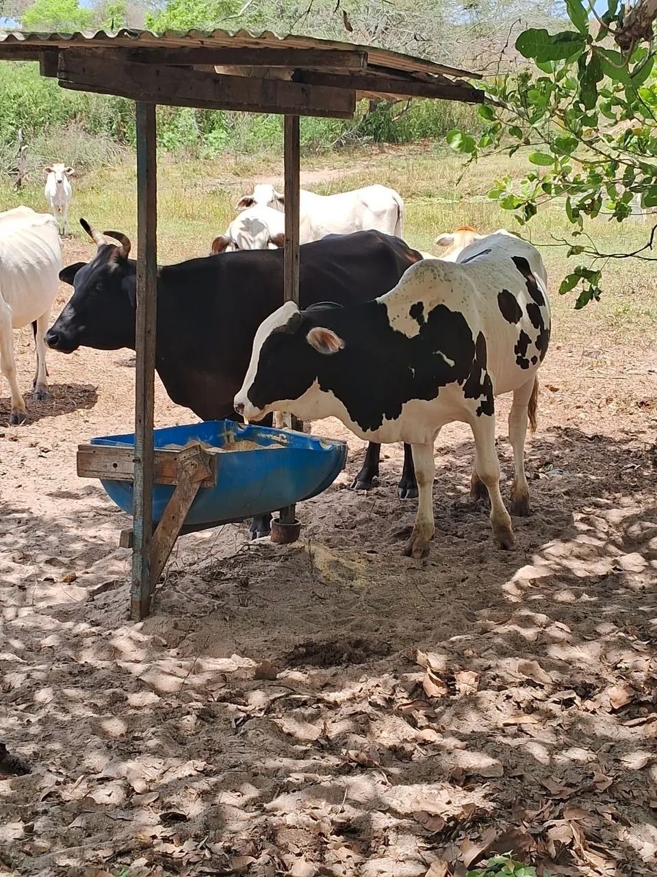 Nelore pintado - Foto 2