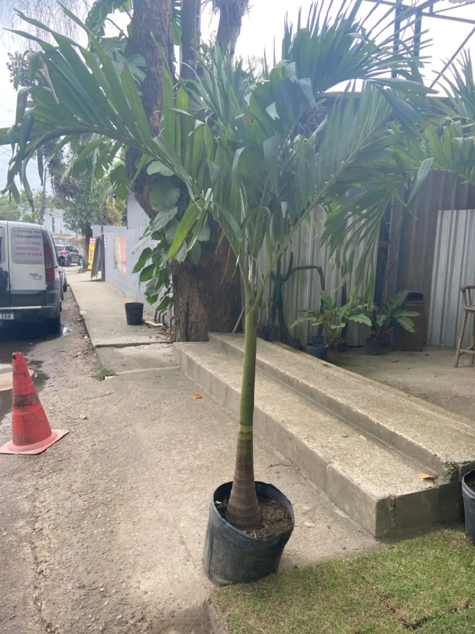 Palmeira Veitchias de 2 Metros - Foto 5