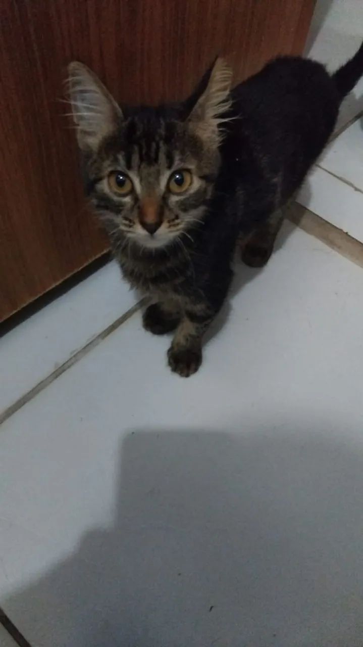 2 Gatinhos filhotes para adoção!