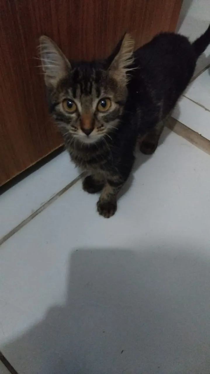 2 Gatinhos filhotes para adoção!