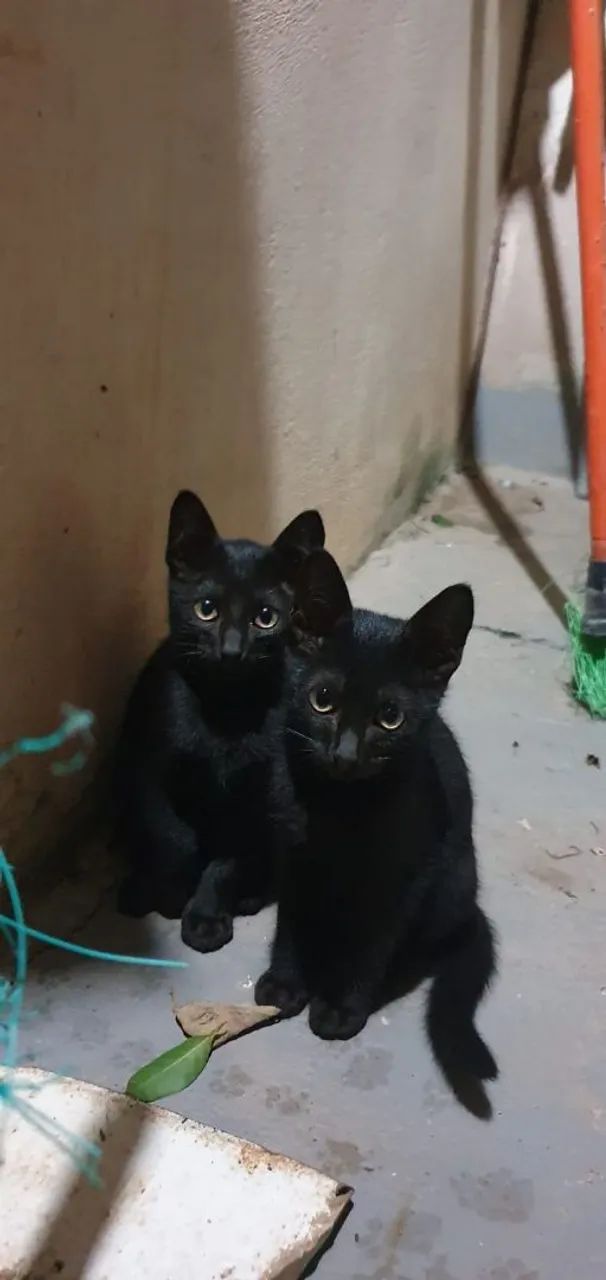 Duas gatinhas pretas fofinhas para adoção
