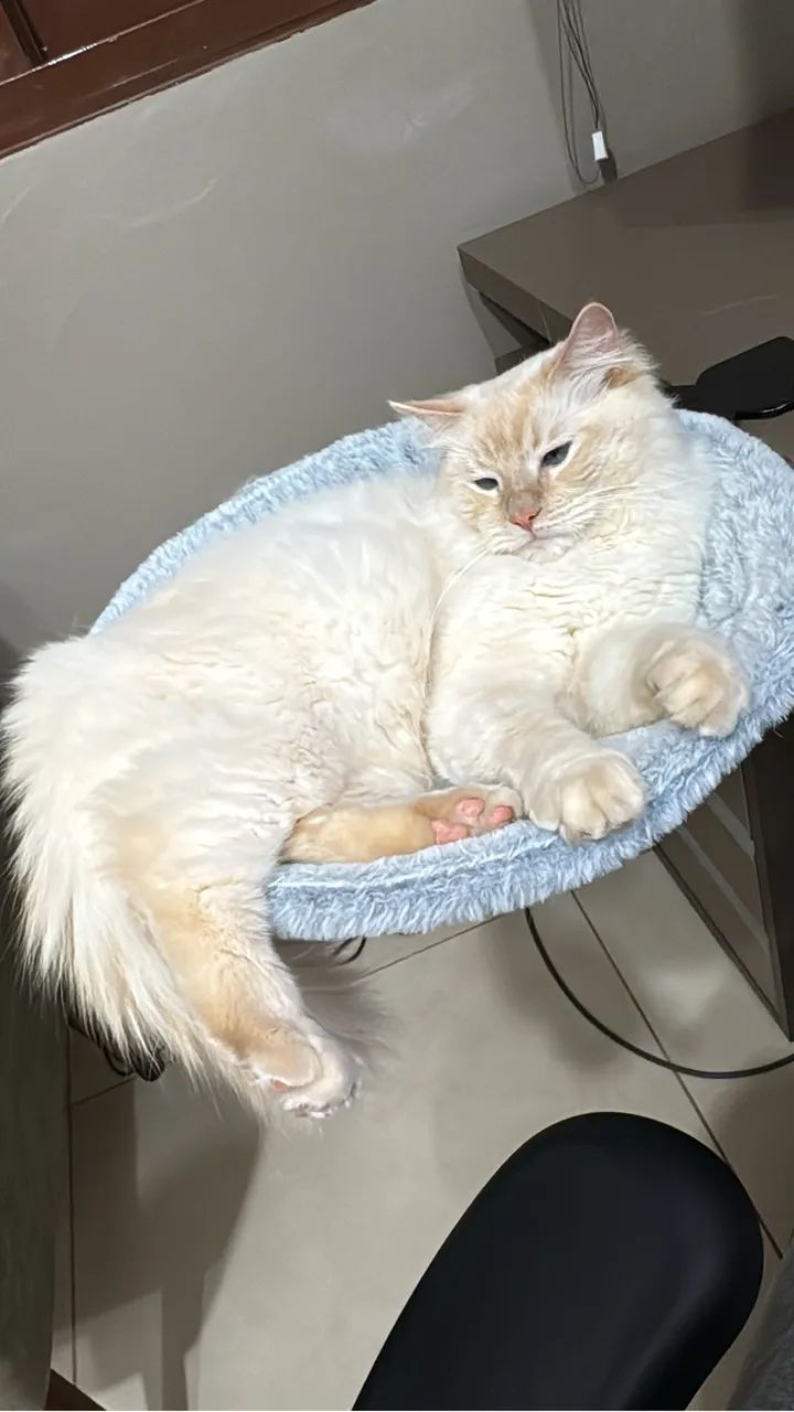 Gato Ragdoll Macho Castrado  - Foto 2