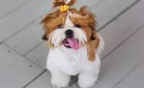 shitzu entrega com rapidez