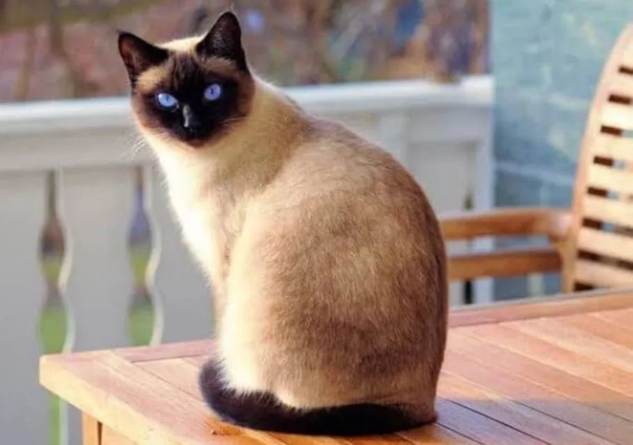 Gata Siamesa - Foto 2
