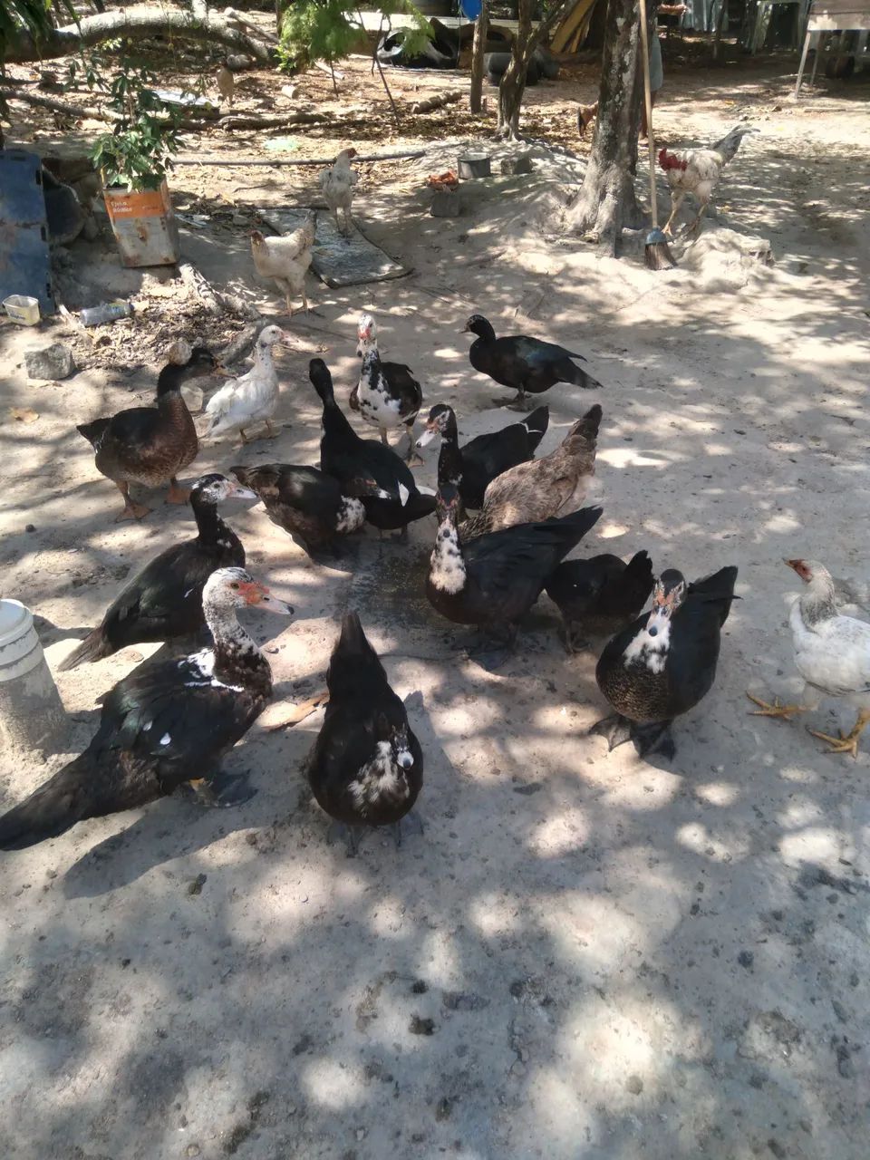 Patos para consumo e criação  - Foto 2