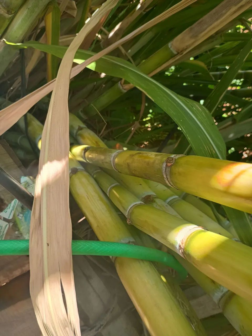 Cana-de-açúcar para venda - Foto 3