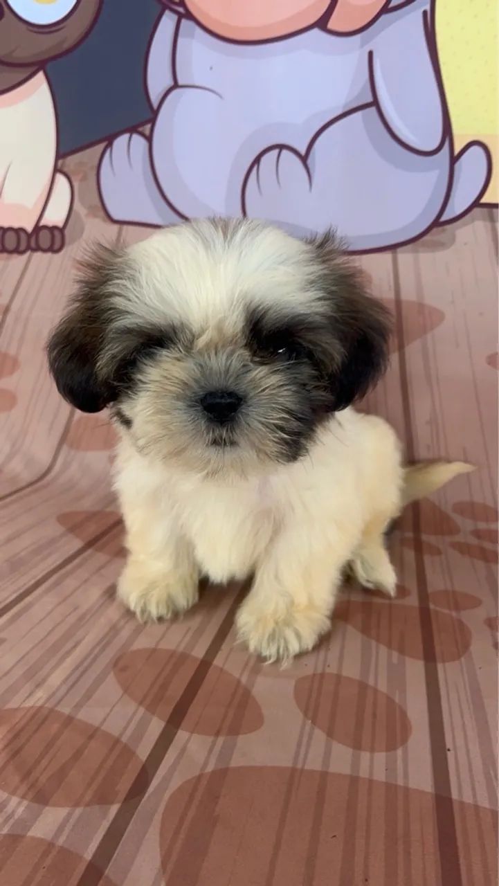 *Filhote de Shih Tzu* - Foto 5
