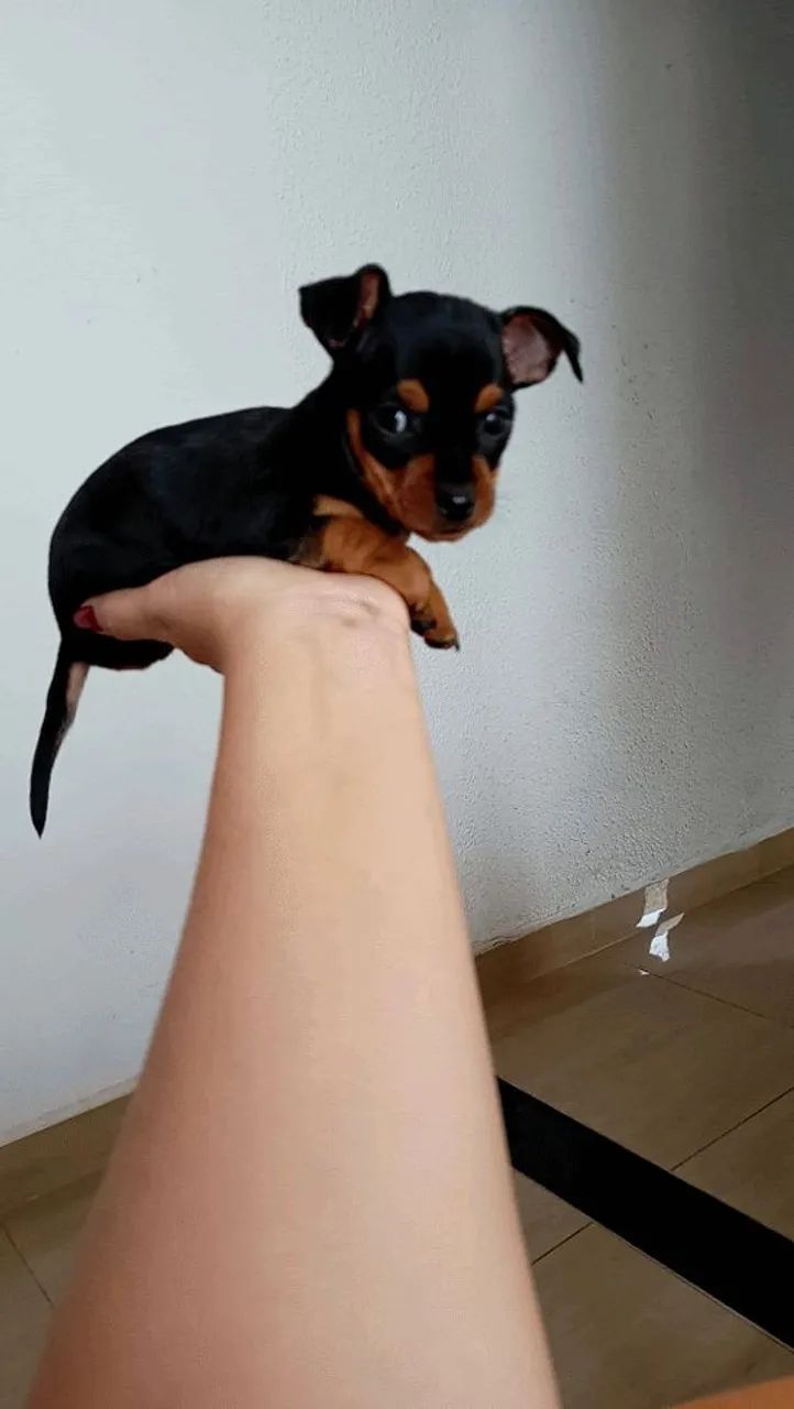 Lindas Pinscher Mini fêmeas e machos  - Foto 5