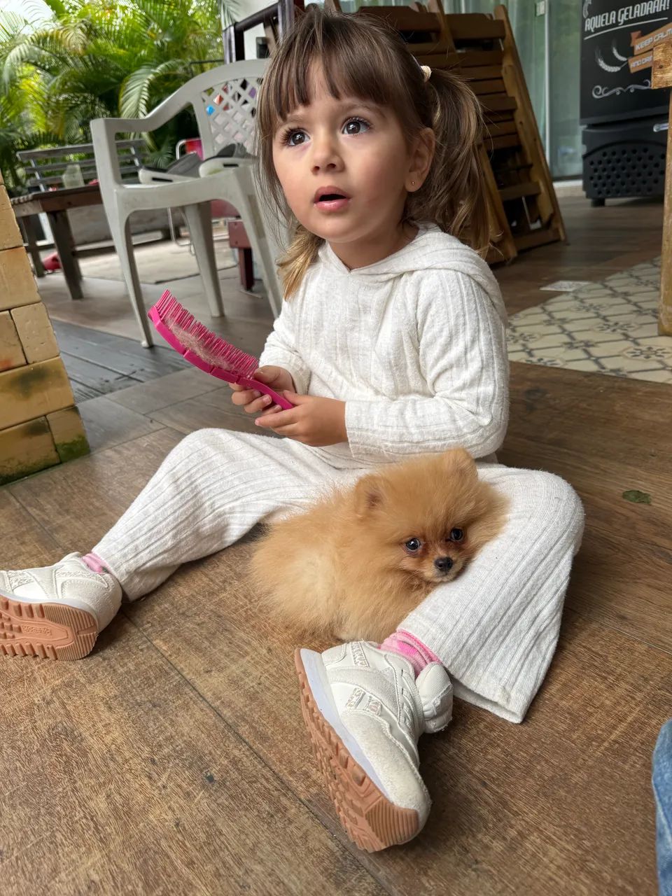 Lulu da pomerania 600 gramas 
