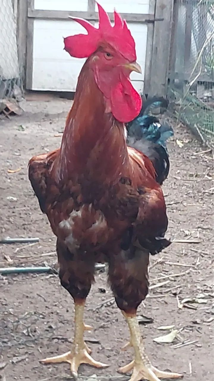 Pintinhos Galinha sertaneja balão GSB - Foto 2