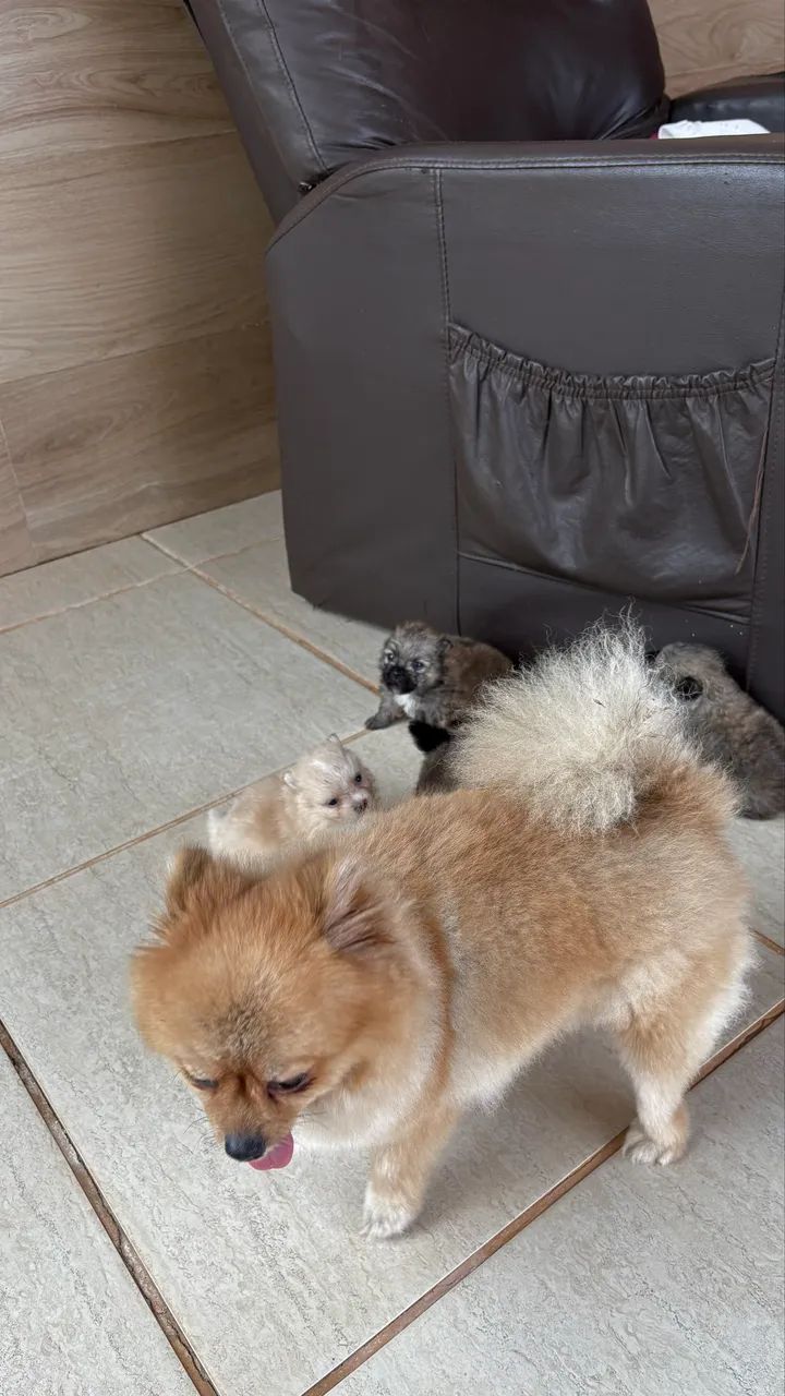 Fêmea Lulu da pomerania, Szptiz Alemão Anão  - Foto 3