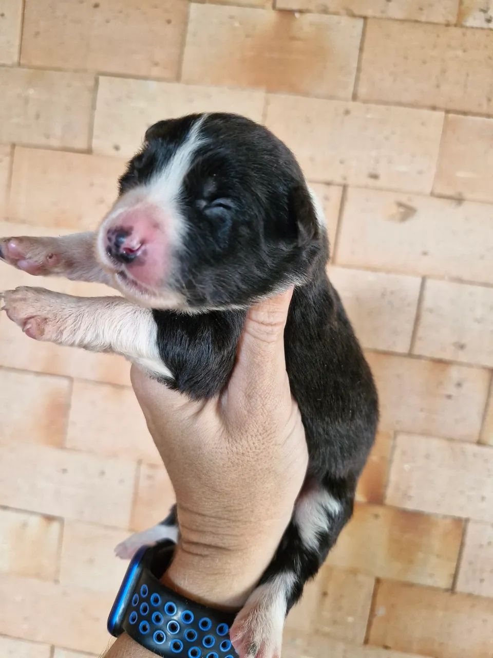 Filhotes de Border Collie  - Foto 3
