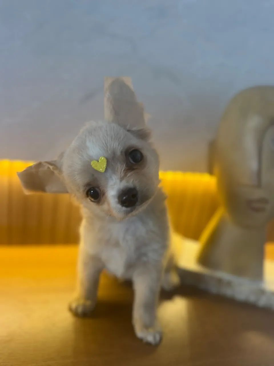 chihuahua pelo longo  - Foto 3