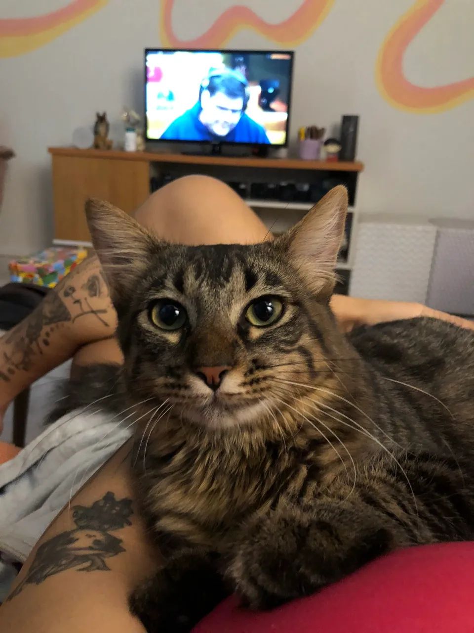Gata para adoção  - Foto 3