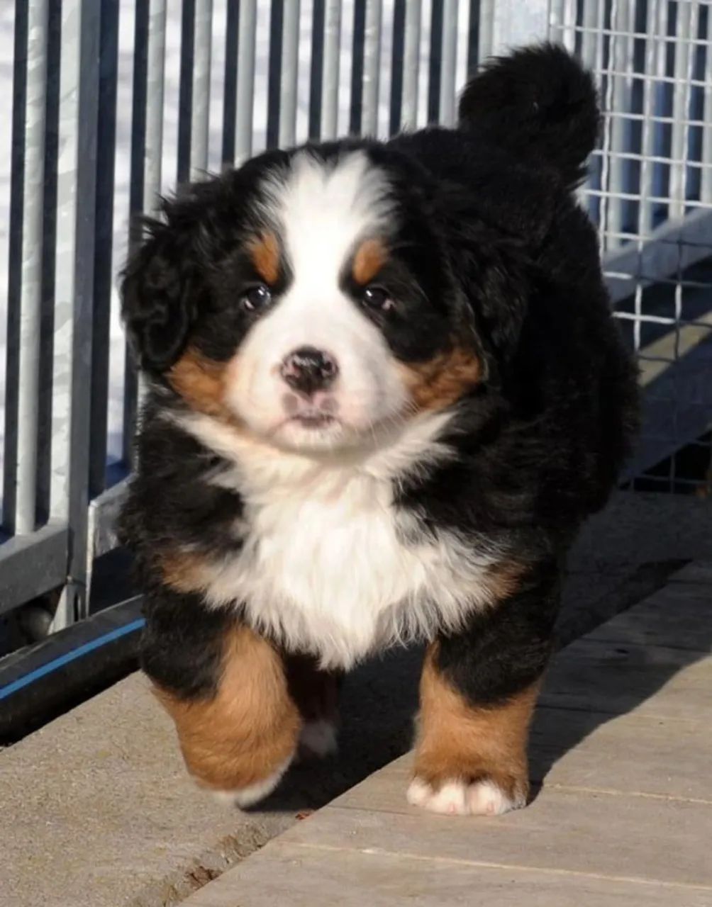Bernese Mountain Machos e Femeas 