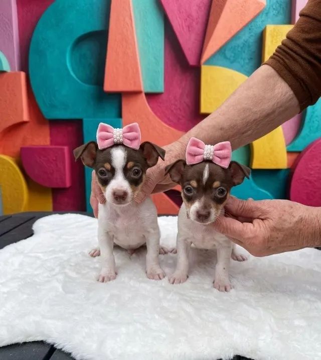 Pinscher Mini Branco com Chocolate