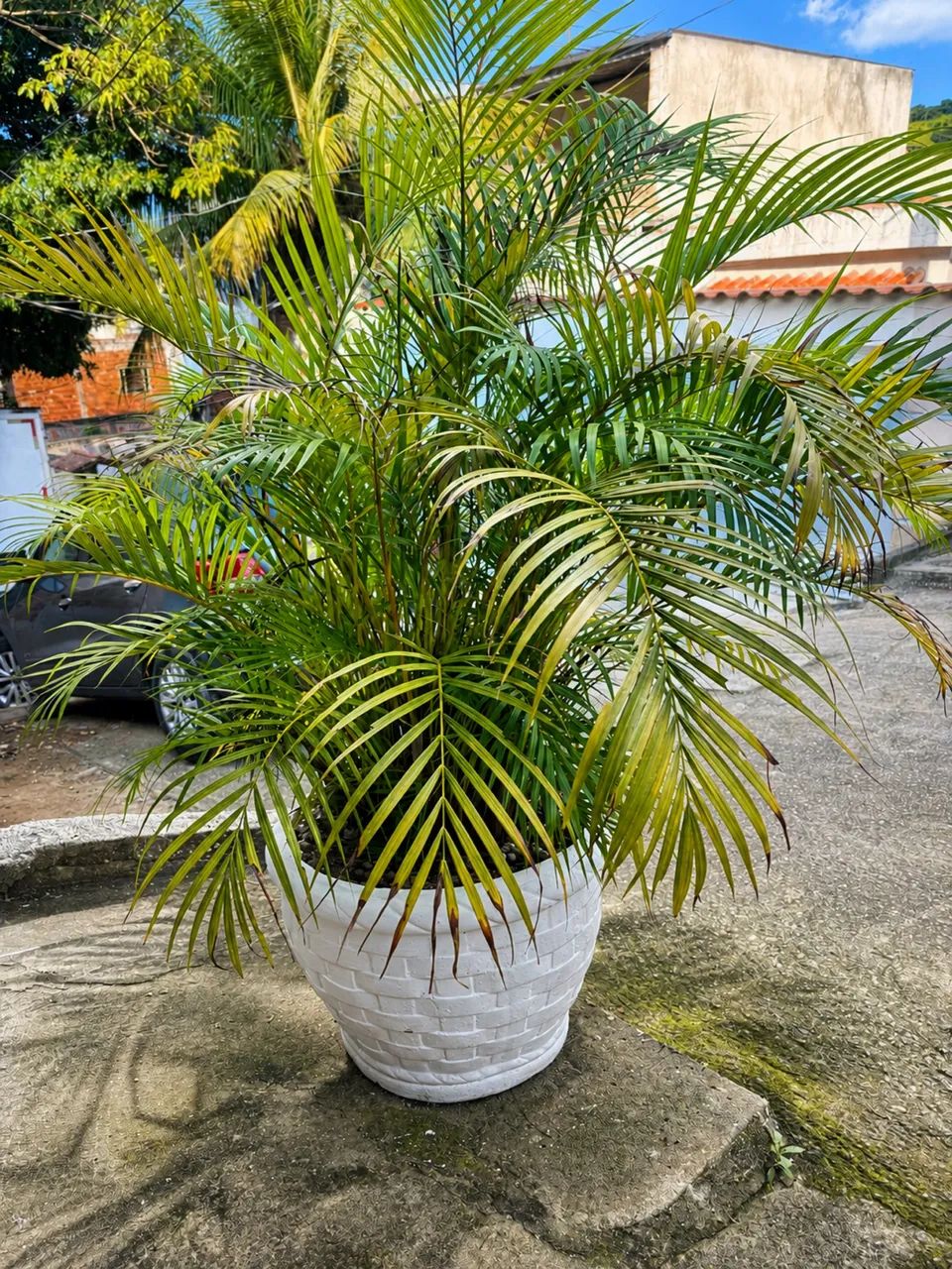 Planta com vaso 
