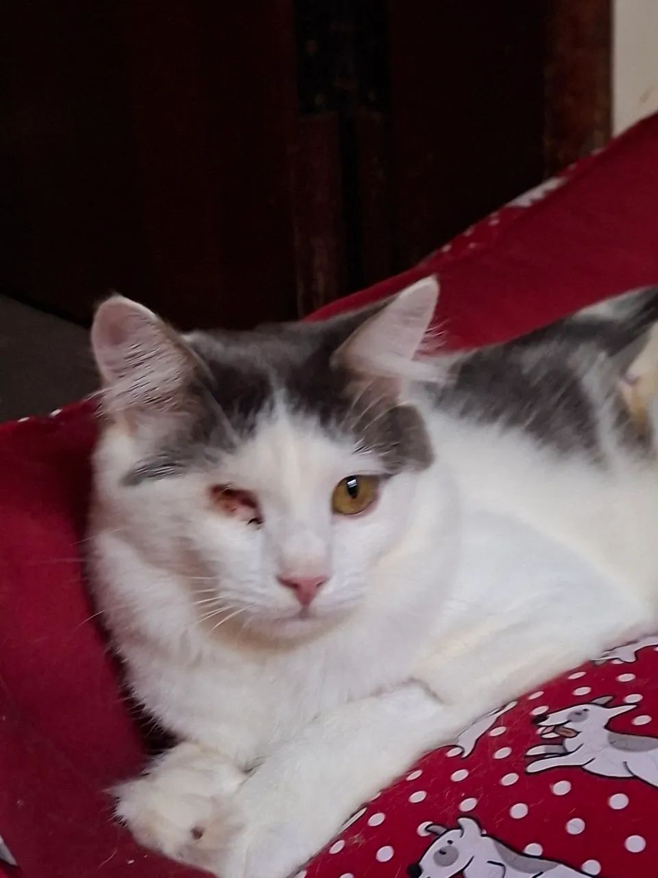 Adoção especial - Foto 4