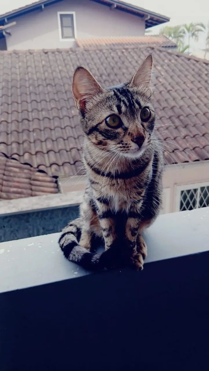 Vendo gata - Foto 2