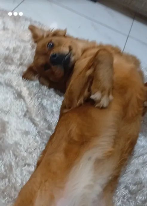 para adoção