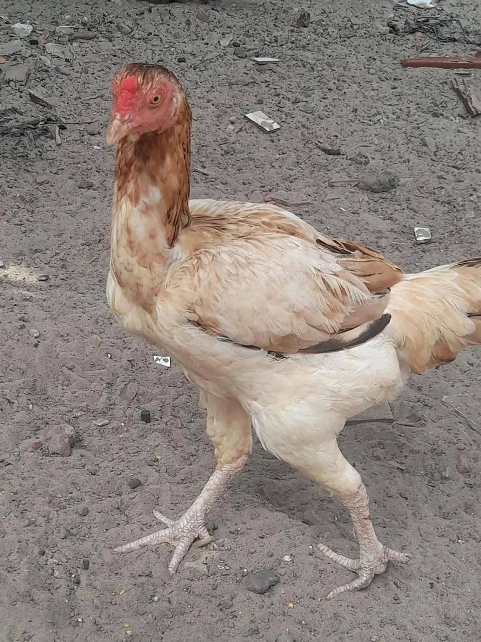 Galos e Galinhas - Foto 2