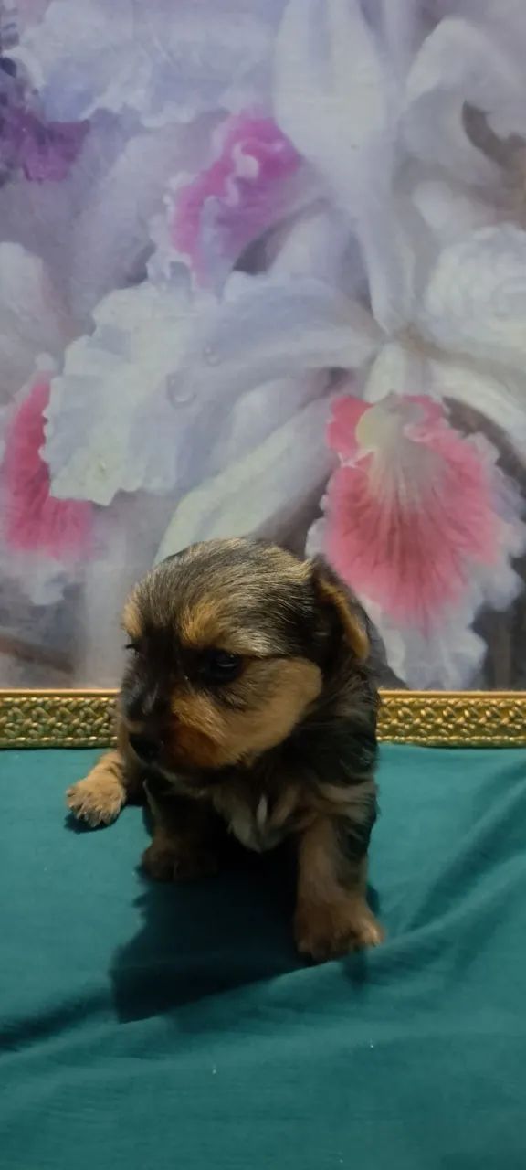 Cachorro - Foto 3