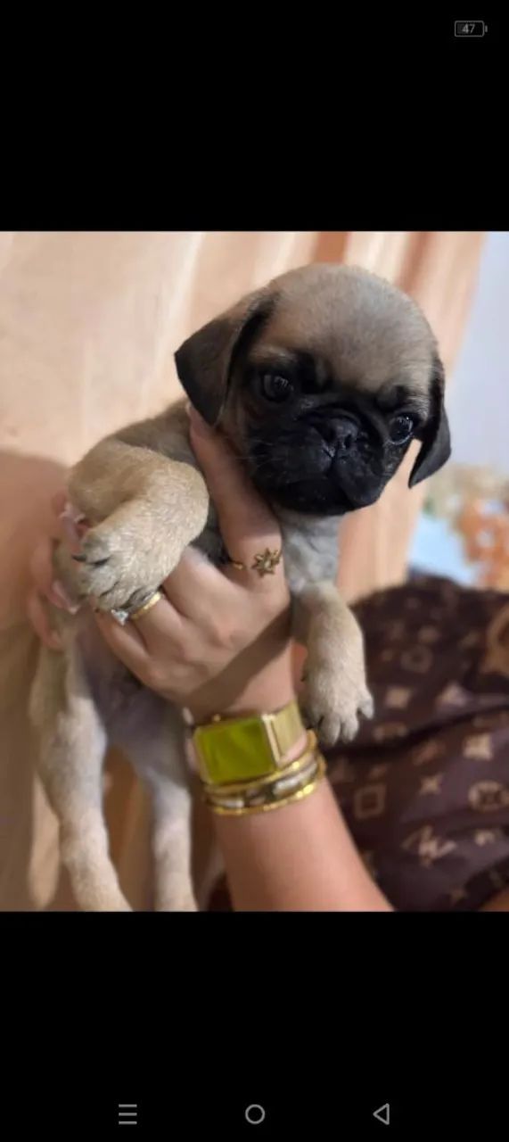 Vendo Pug machinho - Foto 3
