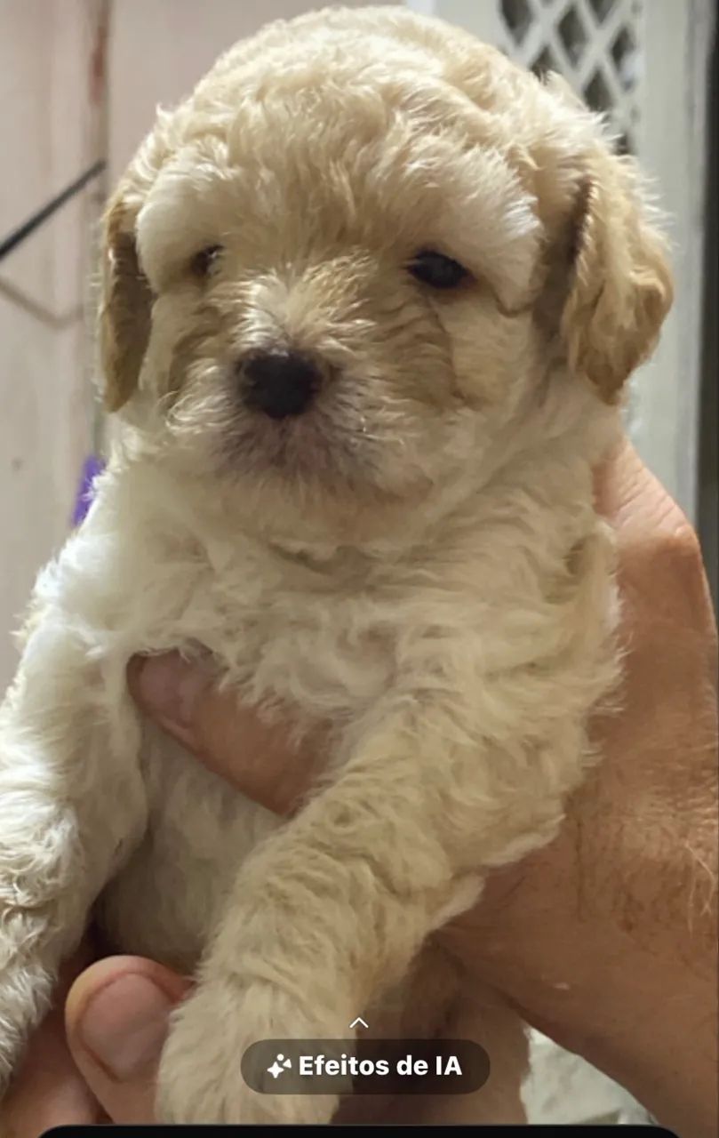 Cachorro