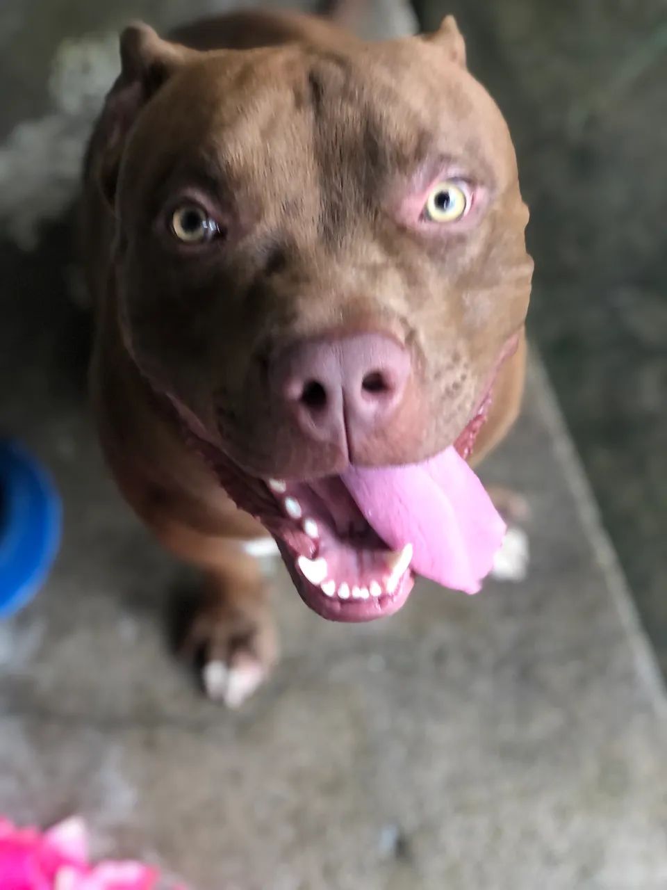 Pit monster 11 meses super dócil - Cachorros - Parque Guadalajara