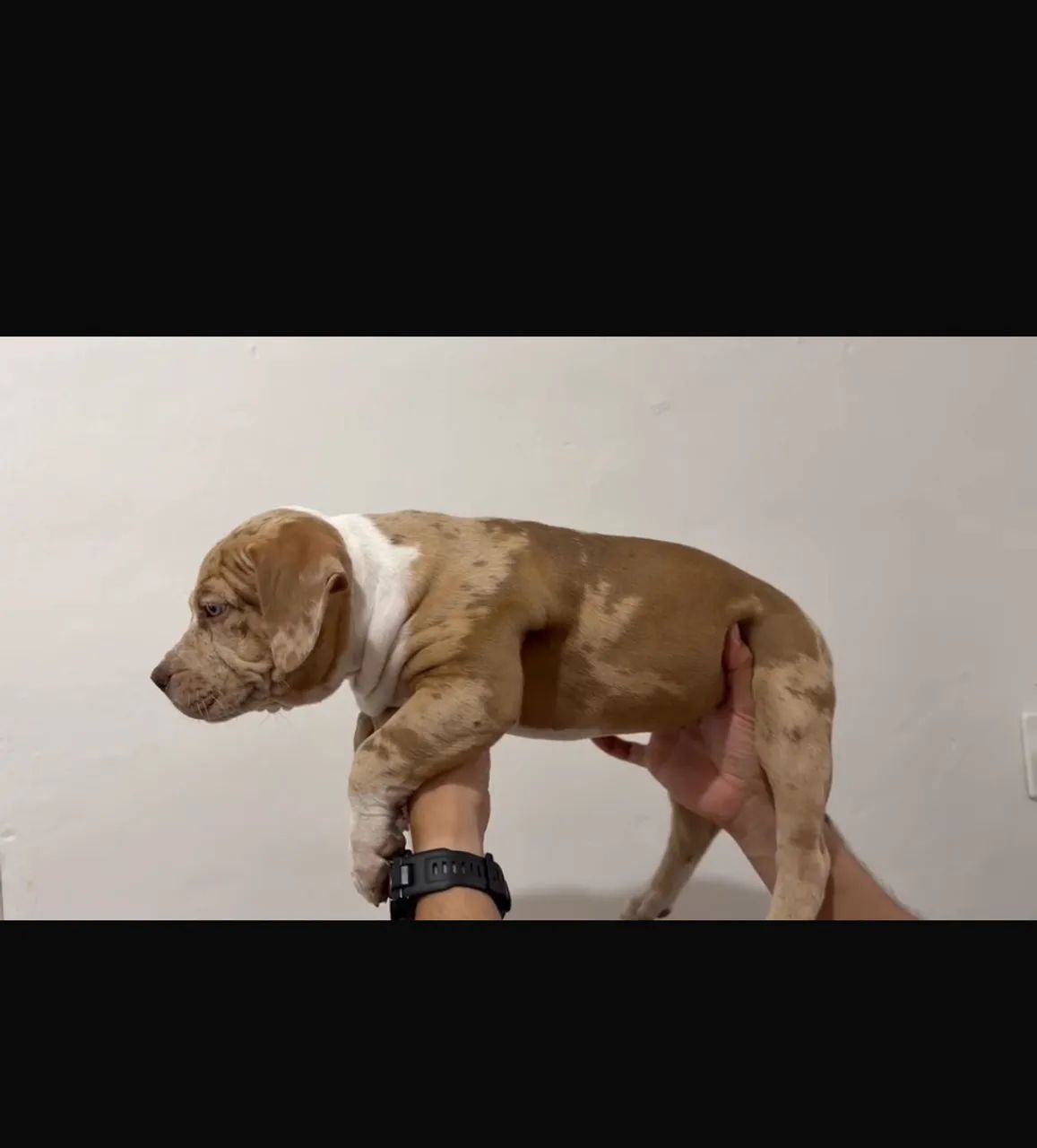 FILHOTE PITMONSTER  - Foto 4