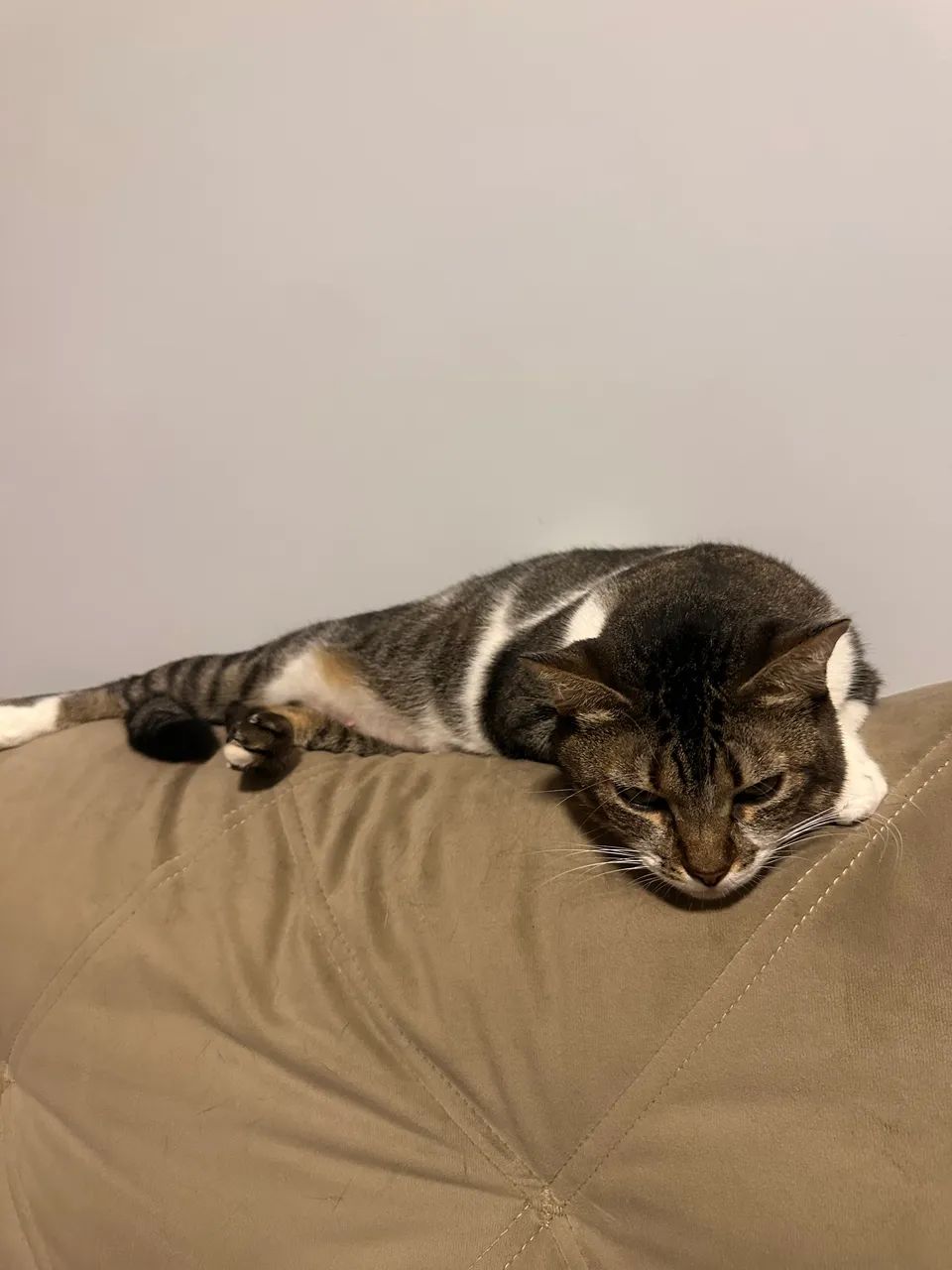 Doação de gatinha - Foto 3