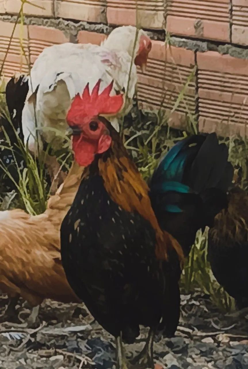 Mini garnisé,galise,seramaxnagazaki.. - Foto 4