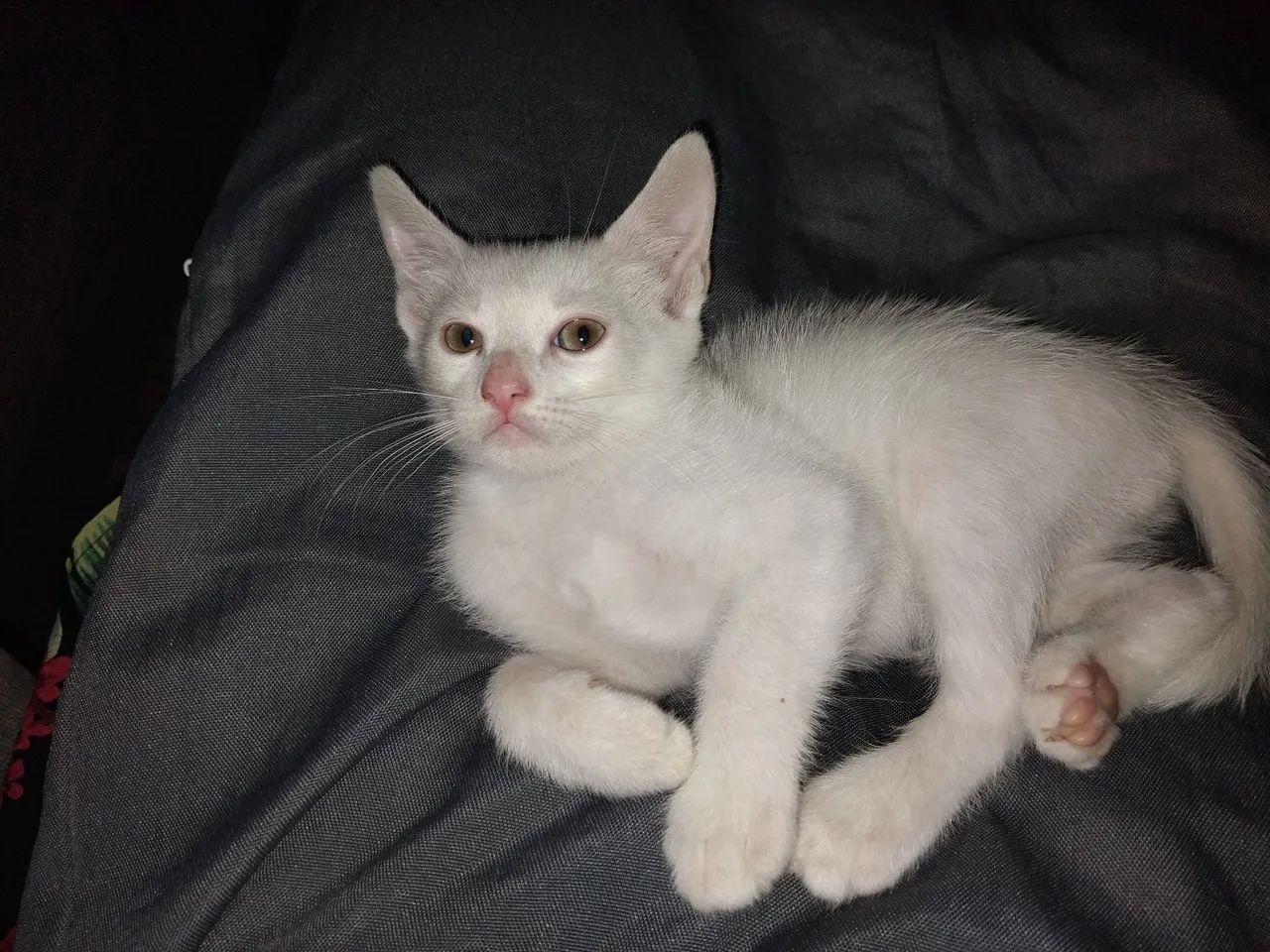 Gato macho adoção - Foto 2