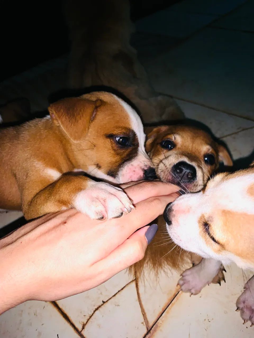 Pitbull chowchow - Foto 4
