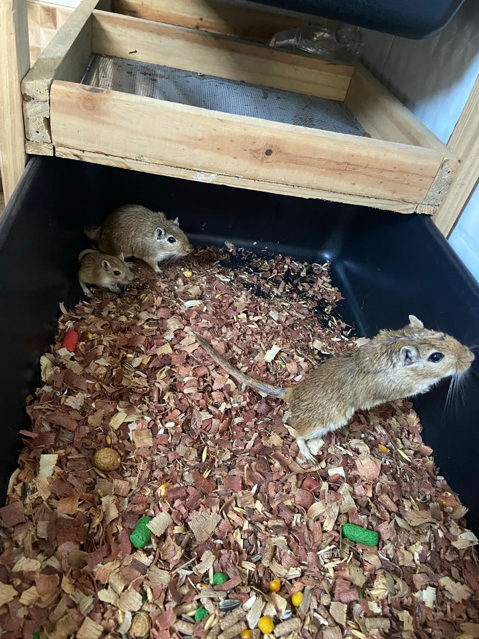 Casal de esquilo da Mongólia 