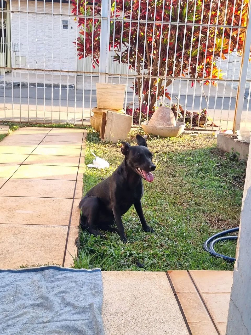 Adote um cão  - Foto 5