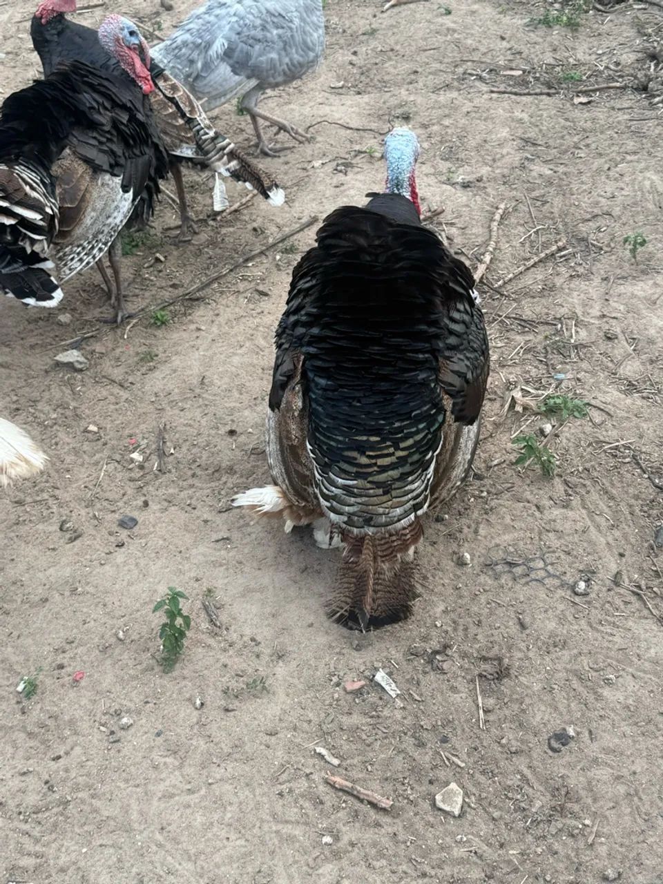Vendo Peru 