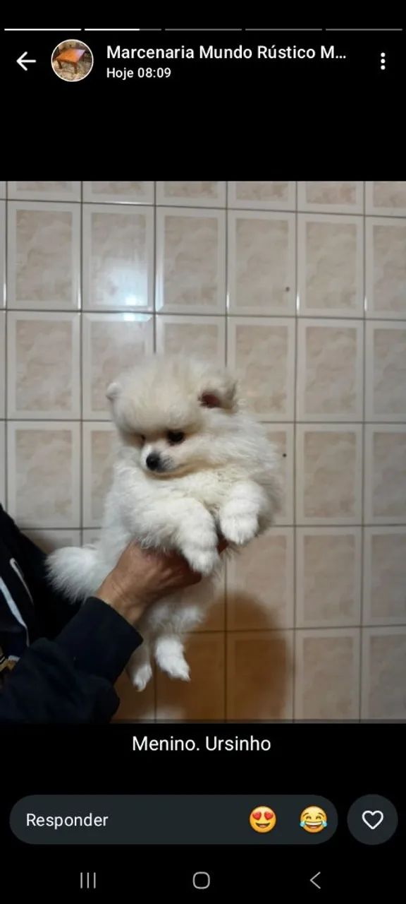 Lulu polmeranea 
