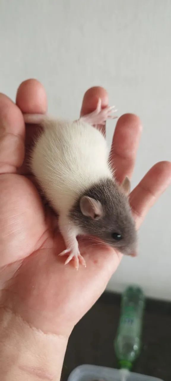 Rato Twisters Pets/Alimentação para Répteis  - Foto 3