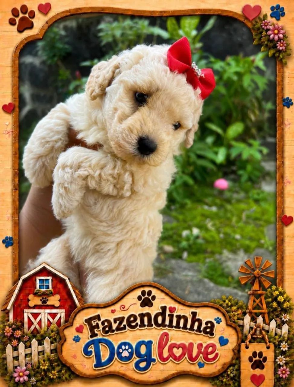 Poodles - Foto 4