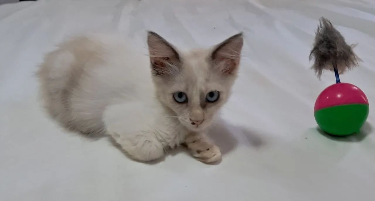 Gatinha para adoção  - Foto 2