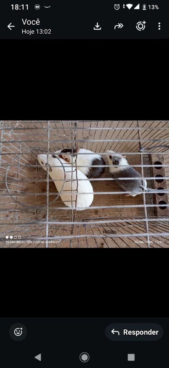 Animais estimação  - Foto 3