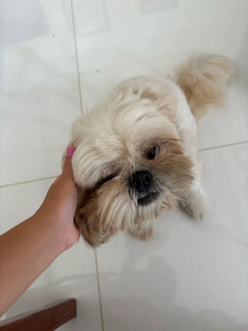 Vendo Shitzu adestrado e com vacinas em dia