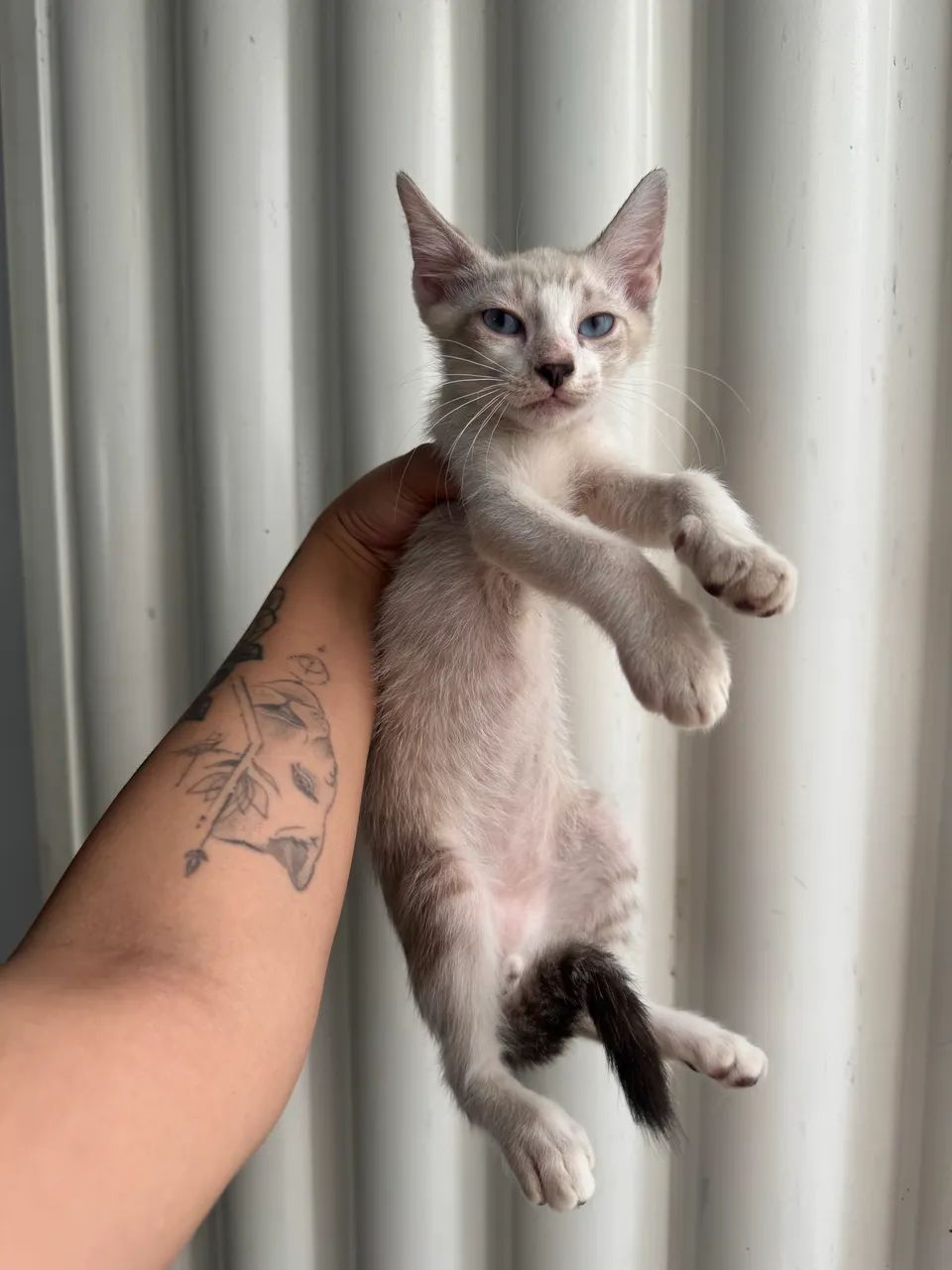 Doa-se 1 gato filhote macho  - Foto 2