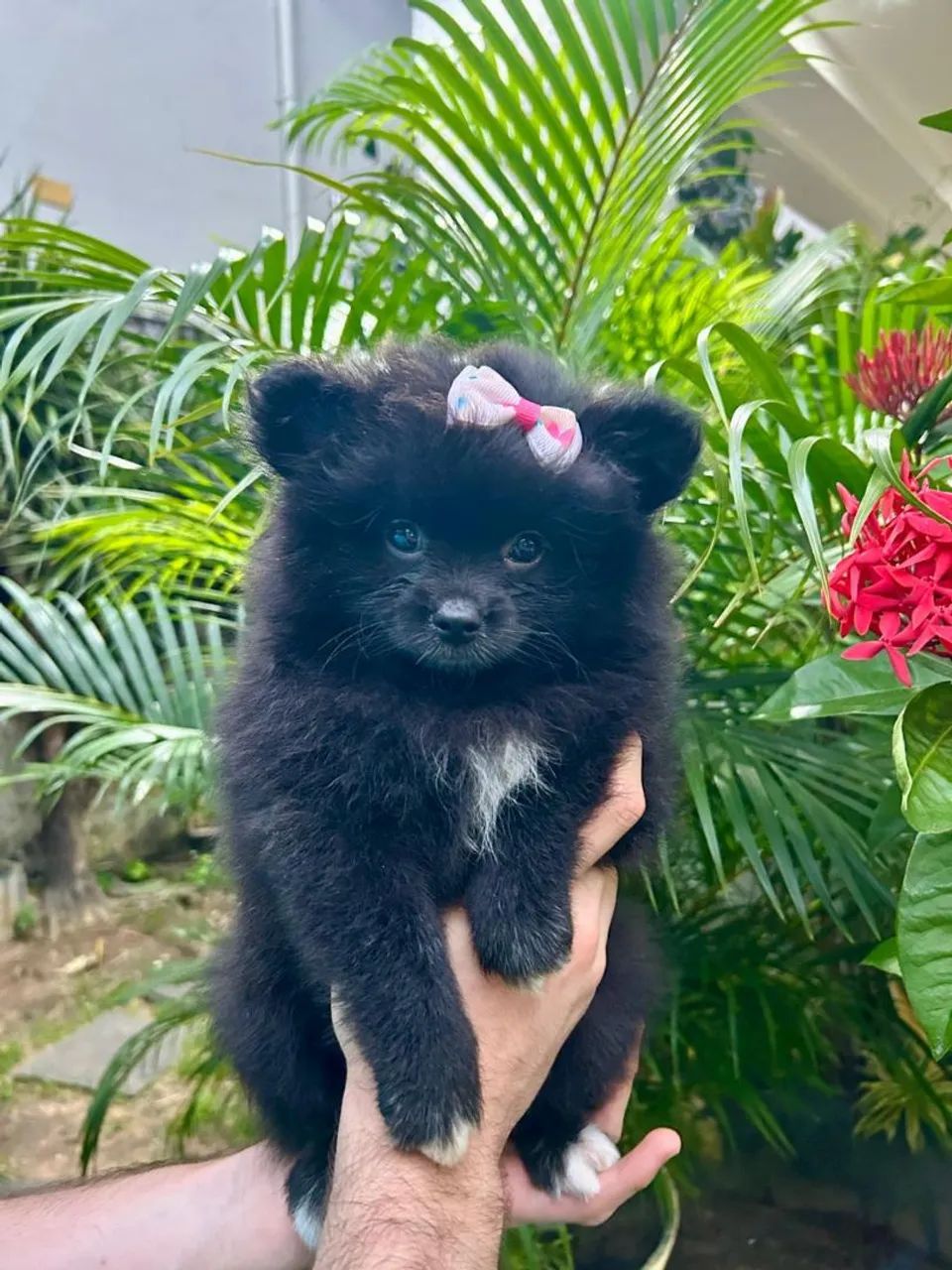 Filhotes de Spitz Alemão 