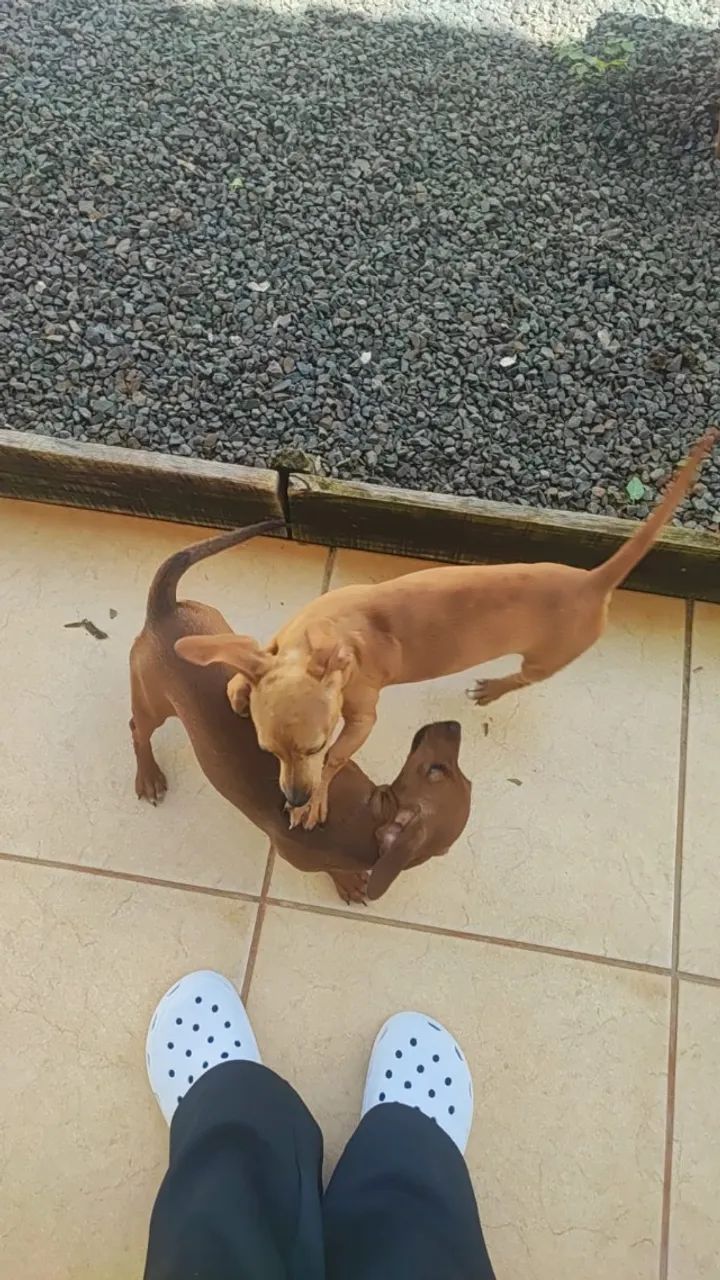 DASCHUNDS FEMEAS DUAS  - Foto 2