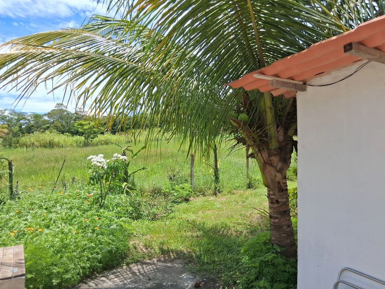 Foto - Saquarema - Bicuíba (Bacaxá)