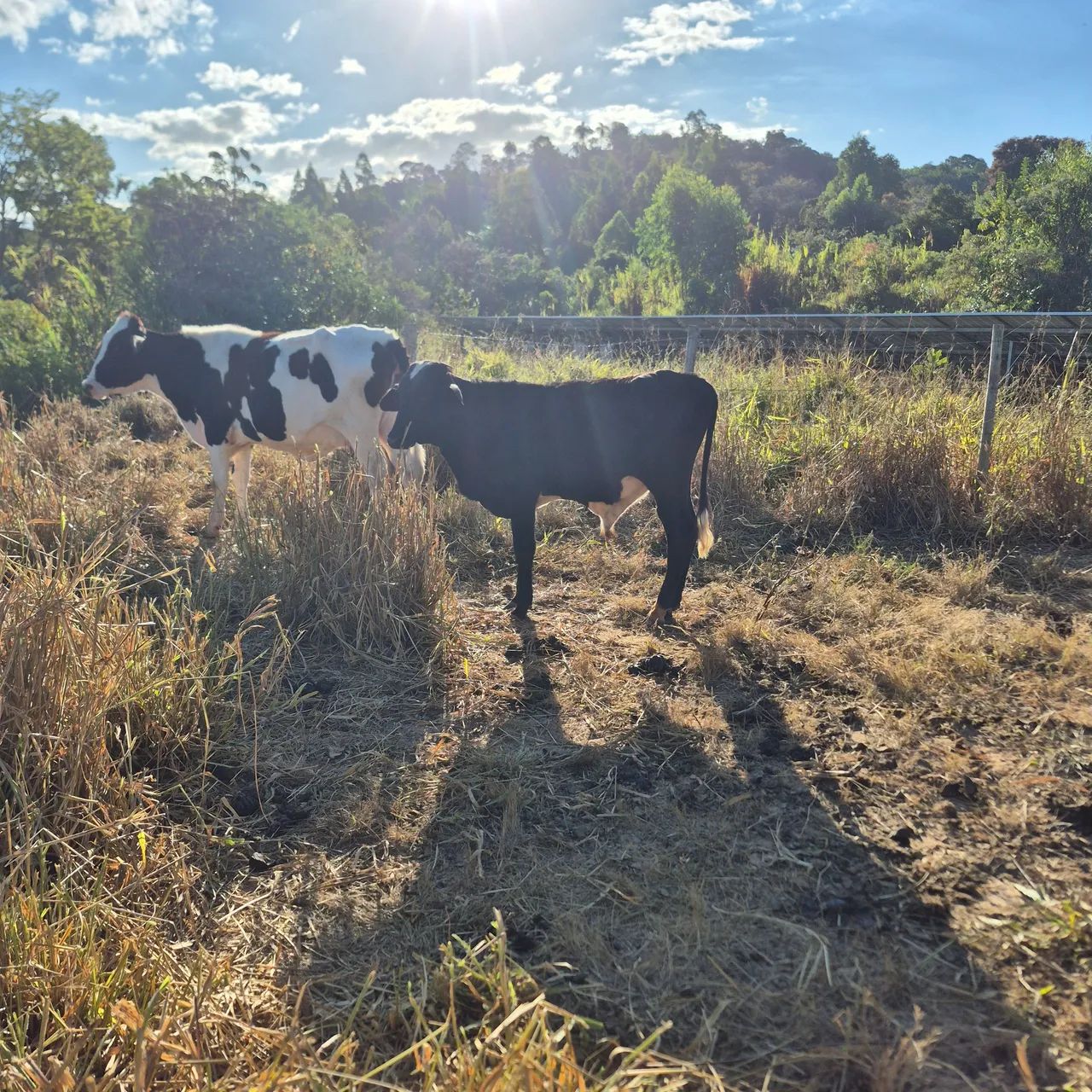 Garrotes e novilhas